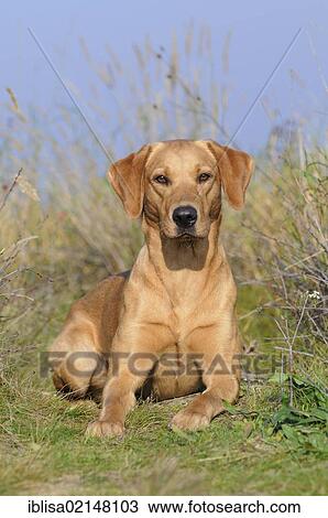 Stock Image - Labrador Retriever, female dog, lying. Fotosearch