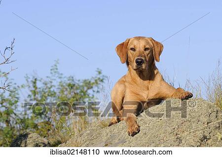 Stock Image - Labrador Retriever, female dog, lying on rocks. Fotosearch