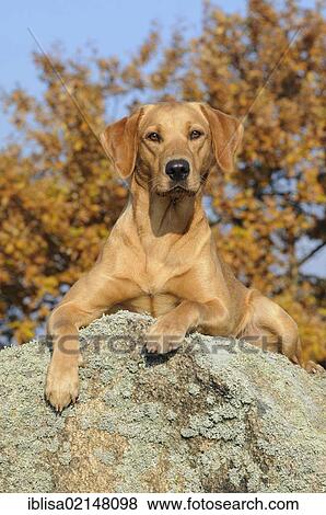 Labrador Retriever, female dog, lying on rock in front of a tree with autumnal leaves View Large Photo Image Stock Photo - Labrador Retriever, female dog, lying on rock in front of a tree with autumnal leaves. Fotosearch