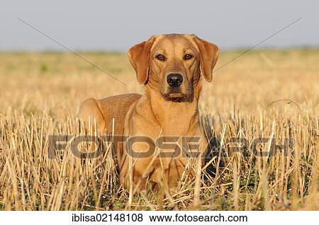 Labrador Retriever, female dog, lying in a stubble field View Large Photo Image Stock Photo - Labrador Retriever, female dog, lying in a stubble field. Fotosearch