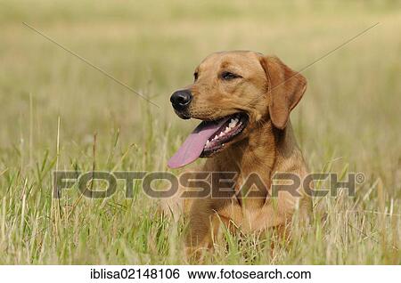 Labrador Retriever, female dog, lying in a meadow View Large Photo Image Stock Photograph - Labrador Retriever, female dog, lying in a meadow. Fotosearch