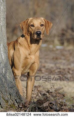 Picture - Labrador Retriever, female dog, standing next to a tree trunk. Fotosearch