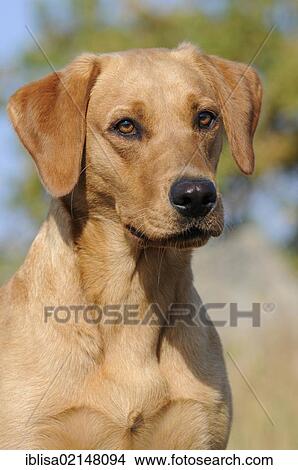 Labrador Retriever, female dog, portrait View Large Photo Image Picture - Labrador Retriever, female dog, portrait. Fotosearch