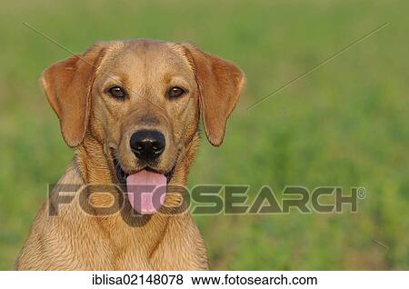 Labrador Retriever, female dog, portrait View Large Photo Image Stock Photo - Labrador Retriever, female dog, portrait. Fotosearch