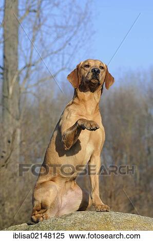 Labrador Retriever, female dog, raising her paw to wave View Large Photo Image Stock Photography - Labrador Retriever, female dog, raising her paw to wave. Fotosearch