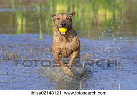 Stock Image - Labrador Retriever, female dog, running through water with a ball in her mouth. Fotosearch