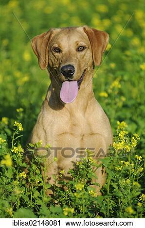 Labrador Retriever, female dog, sitting in a meadow with yellow flowers View Large Photo Image Stock Image - Labrador Retriever, female dog, sitting in a meadow with yellow flowers. Fotosearch