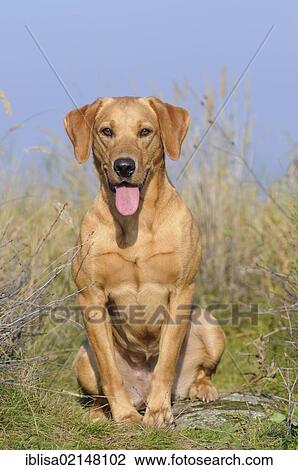 Labrador Retriever, female dog, sitting View Large Photo Image Stock Image - Labrador Retriever, female dog, sitting. Fotosearch