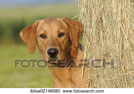 Labrador Retriever, female dog, portrait, standing next to a bale of straw View Large Photo Image Stock Image - Labrador Retriever, female dog, portrait, standing next to a bale of straw. Fotosearch