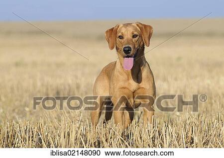 Stock Image - Labrador Retriever, female dog, standing in a stubble field. Fotosearch