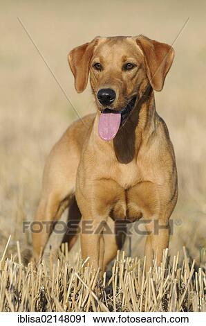 Stock Image - Labrador Retriever, female dog, standing in a stubble field. Fotosearch