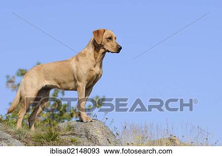Labrador Retriever, female dog, standing on rock View Large Photo Image Stock Image - Labrador Retriever, female dog, standing on rock. Fotosearch