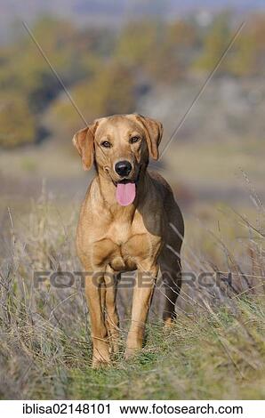 Stock Image - Labrador Retriever, female dog, standing in a heath meadow. Fotosearch