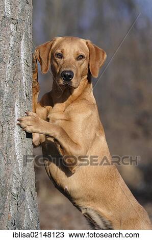 Labrador Retriever, female dog, standing erect against a tree trunk View Large Photo Image Stock Image - Labrador Retriever, female dog, standing erect against a tree trunk. Fotosearch