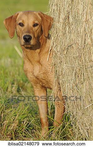 Stock Photo - Labrador Retriever, female dog, standing next to a bale of straw. Fotosearch