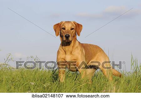 Stock Photo - Labrador Retriever, female dog, standing in a meadow. Fotosearch
