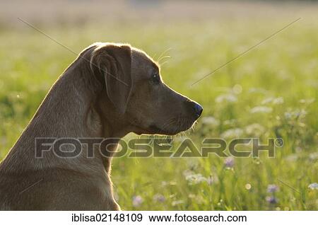 Stock Photo - Labrador Retriever, female dog, portrait with backlighting. Fotosearch