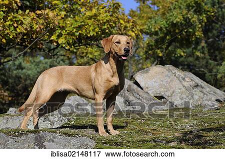 Stock Photo - Labrador Retriever, female dog, standing at the forest's edge. Fotosearch