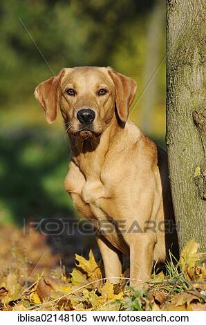 Labrador Retriever, female dog, standing next to a tree trunk View Large Photo Image Stock Photography - Labrador Retriever, female dog, standing next to a tree trunk. Fotosearch
