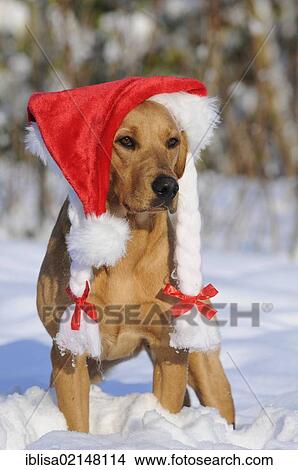Picture - Labrador Retriever, female dog, wearing a Santa hat in the snow. Fotosearch