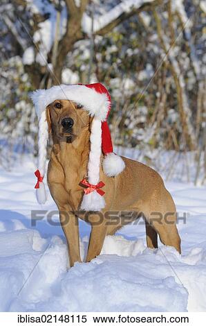 Labrador Retriever, female dog, wearing a Santa hat in the snow View Large Photo Image Stock Photography - Labrador Retriever, female dog, wearing a Santa hat in the snow. Fotosearch