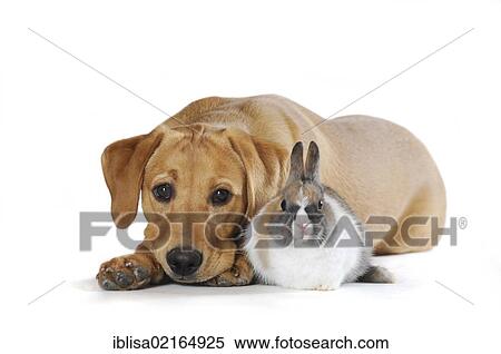 Labrador Retriever puppy, yellow coloured, and a mottled Dwarf Rabbit View Large Photo Image Stock Photography - Labrador Retriever puppy, yellow coloured, and a mottled Dwarf Rabbit. Fotosearch