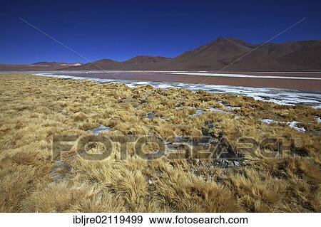 Stock Photo - Laguna Colorada, Altiplano, Potosi, southern Bolivia, South America. Fotosearch
