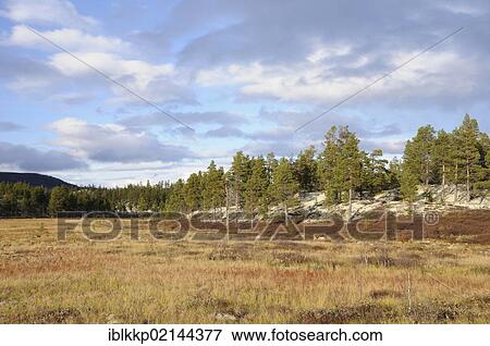 Landscape in Rondane National Park, Norway, Europe View Large Photo Image Stock Photo - Landscape in Rondane National Park, Norway, Europe. Fotosearch