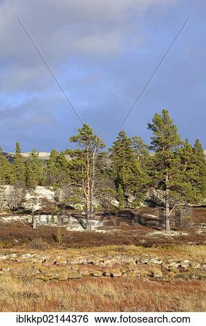 Stock Photograph - Landscape in Rondane National Park, Norway, Europe. Fotosearch