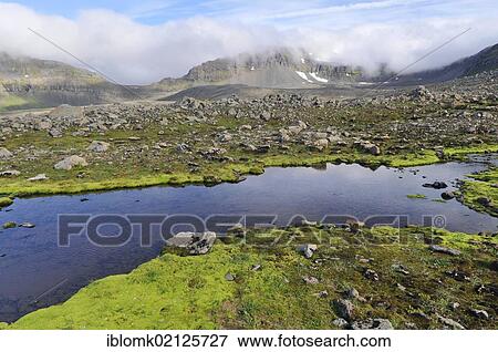 Stock Photo - Landscape with bright green Willow moss (Fontinalis antipyretica), Hælavíkurbjarg or Haelavikurbjarg, Hornstrandir, Westfjords, Iceland, Europ, Europe. Fotosearch