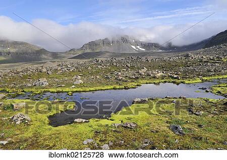 Landscape with bright green Willow moss (Fontinalis antipyretica), Hælavíkurbjarg or Haelavikurbjarg, Hornstrandir, Westfjords, Iceland, Europ, Europe View Large Photo Image Stock Photo - Landscape with bright green Willow moss (Fontinalis antipyretica), Hælavíkurbjarg or Haelavikurbjarg, Hornstrandir, Westfjords, Iceland, Europ, Europe. Fotosearch