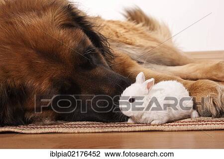 Stock Image - Large Leonberger dog and a young dwarf rabbit. Fotosearch