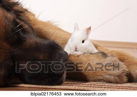 Stock Image - Large Leonberger dog and a young dwarf rabbit. Fotosearch