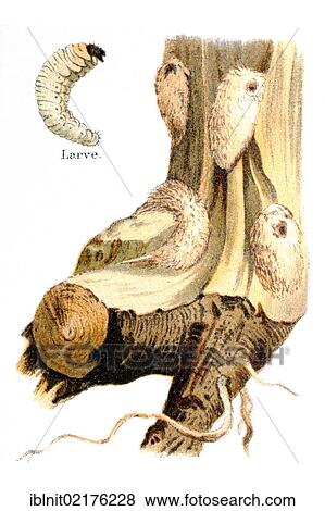 Larval tunnels and pupae, weevils (Pissodes) on a pine tree, illustration from Meyers Konversationslexikon encyclopedia, 1897 View Large Photo Image Stock Photo - Larval tunnels and pupae, weevils (Pissodes) on a pine tree, illustration from Meyers Konversationslexikon encyclopedia, 1897. Fotosearch