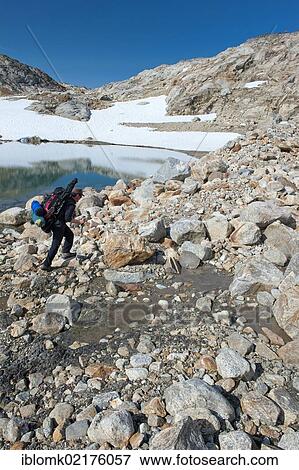 Leader of a group of hikers with a backpack and a rifle at Mittivakkat Glacier, Peninsula Ammassalik, East Greenland, Greenland, North America View Large Photo Image Stock Photo - Leader of a group of hikers with a backpack and a rifle at Mittivakkat Glacier, Peninsula Ammassalik, East Greenland, Greenland, North America. Fotosearch