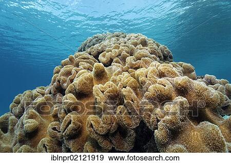 Stock Photo - Leather Coral (Sarcophyton sp. ) at coral reef, Great Barrier Reef, UNESCO World Heritage Site, Cairns, Queensland, Australia, Pacific, Oceania. Fotosearch