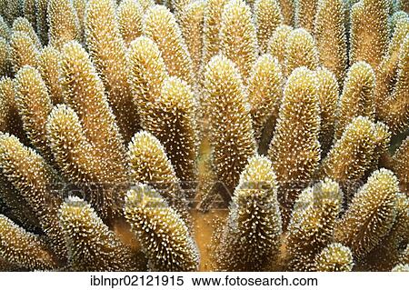 Leather Coral (Sinularia sp. ), detail, Great Barrier Reef, UNESCO World Heritage Site, Cairns, Queensland, Australia, Pacific, Oceania View Large Photo Image Stock Photography - Leather Coral (Sinularia sp. ), detail, Great Barrier Reef, UNESCO World Heritage Site, Cairns, Queensland, Australia, Pacific, Oceania. Fotosearch