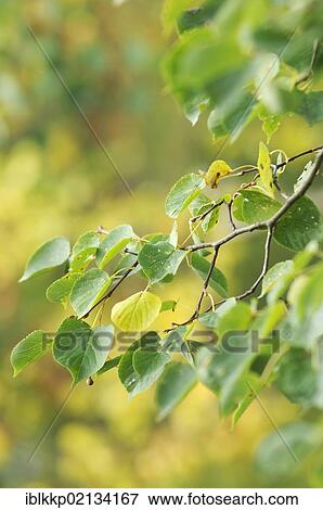 Stock Photo - Leaves of a Lime or Linden (Tilia) in early autumn, Hainich, Thuringia, Germany, Europe. Fotosearch