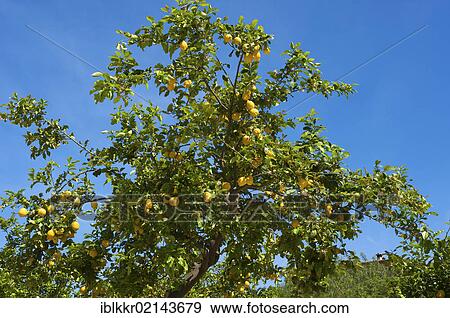 Lemon tree, Deia, Majorca, Balearic Islands, Spain, Europe View Large Photo Image Stock Photo - Lemon tree, Deia, Majorca, Balearic Islands, Spain, Europe. Fotosearch