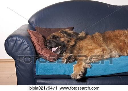 Stock Image - Leonberger dog on a sofa. Fotosearch