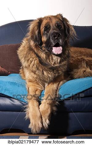 Leonberger dog on a sofa View Large Photo Image Stock Photo - Leonberger dog on a sofa. Fotosearch