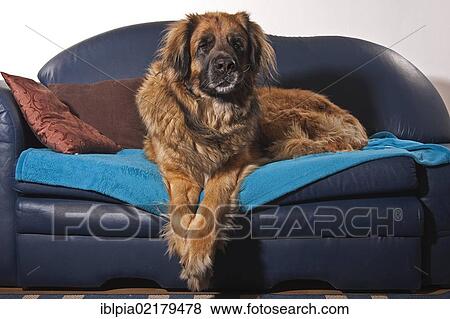 Stock Photo - Leonberger dog on a sofa. Fotosearch