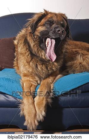 Stock Photograph - Leonberger dog on a sofa. Fotosearch