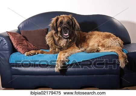 Stock Photography - Leonberger dog on a sofa. Fotosearch