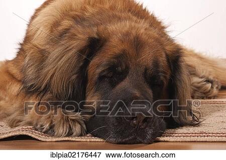 Stock Photo - Leonberger dog sleeping. Fotosearch