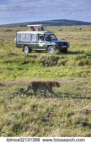 Stock Photo - Leopard (Panthera pardus) passing in front of a Jeep, Masai Mara National Reserve, Kenya, East Africa, Africa, PublicGround, Africa. Fotosearch