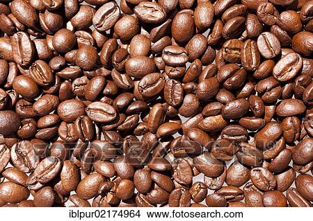 Light roasted coffee beans View Large Photo Image Picture - Light roasted coffee beans. Fotosearch