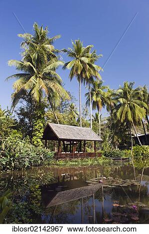 Lily pond in the wetlands, Luang Prabang, Laos, Indochina, Asia View Large Photo Image Stock Photo - Lily pond in the wetlands, Luang Prabang, Laos, Indochina, Asia. Fotosearch