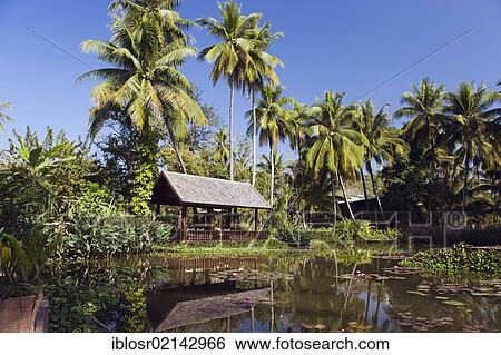 Stock Photograph - Lily pond in the wetlands, Luang Prabang, Laos, Indochina, Asia. Fotosearch