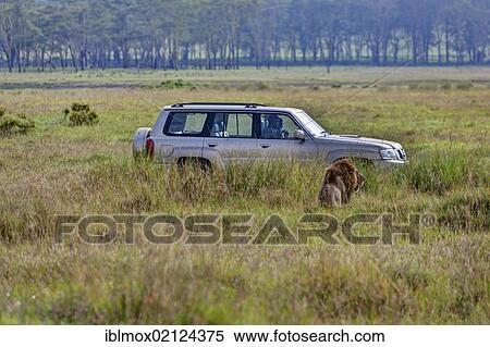 Lion (Panthera leo) in front of jeep, Lake Nakuru National Park, Kenya, East Africa, PublicGround, Africa View Large Photo Image Stock Photography - Lion (Panthera leo) in front of jeep, Lake Nakuru National Park, Kenya, East Africa, PublicGround, Africa. Fotosearch